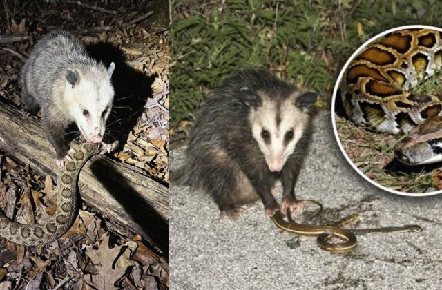 Khám Phá Bí Ẩn Về Loài Opossum: Từ Khả Năng Miễn Dịch Đến Tiềm Năng Y Học
