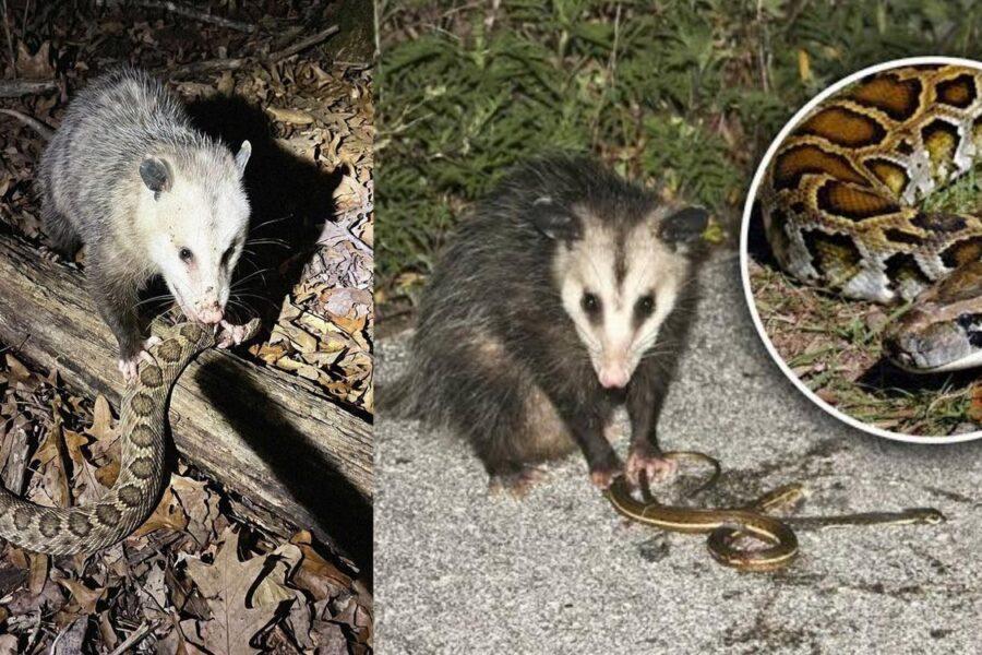 Khám Phá Bí Ẩn Về Loài Opossum: Từ Khả Năng Miễn Dịch Đến Tiềm Năng Y Học