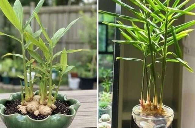 Tại Sao Gia Đình Nên Trồng Gừng Trong Nhà: 5 Lợi Ích Đáng Chú Ý