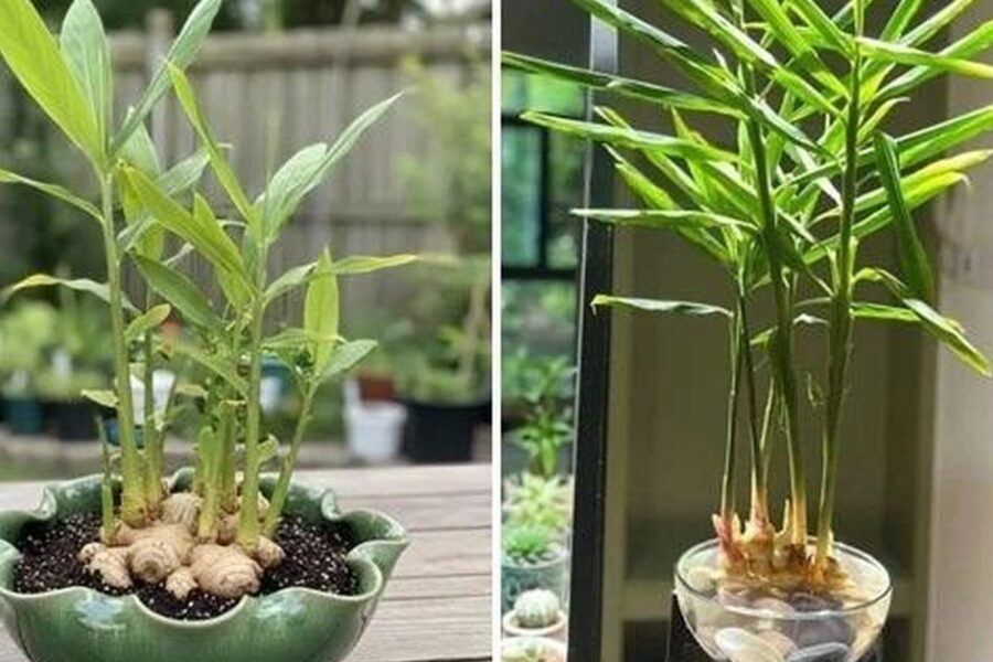 Tại Sao Gia Đình Nên Trồng Gừng Trong Nhà: 5 Lợi Ích Đáng Chú Ý
