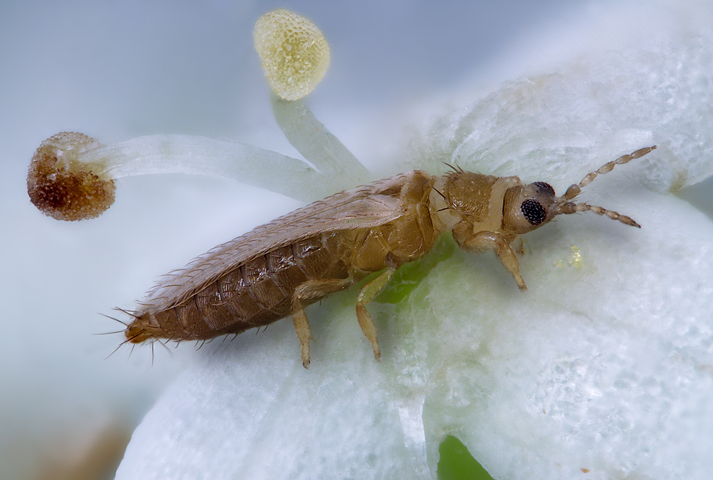 thrips-tabaci-female-6-1784710397129-1784710397425464633582-1784800436326-1784800436562539597142 Nông dân Nhật Bản tạo phát minh không tưởng, "dậy sóng" nền nông nghiệp: Bí mật nằm trong tấm lưới màu đỏ - Ảnh 2.